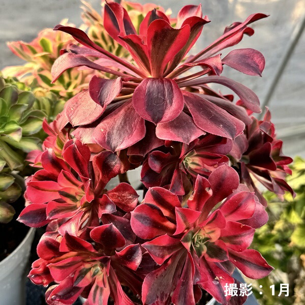 楽天市場】観葉植物：アエオニウム メデューサ錦*5号 メデューサ