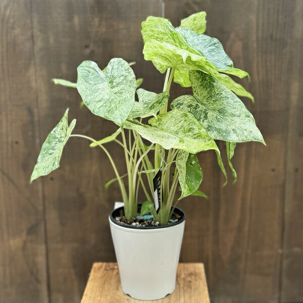 楽天市場】おしゃれ 観葉植物：アロカシア ポマクロリゾス