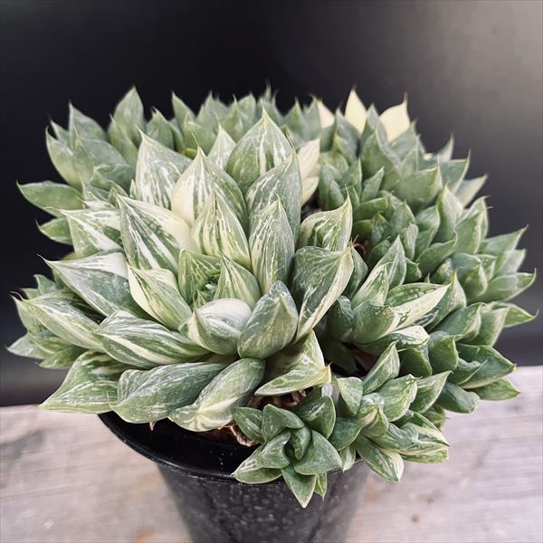 楽天市場】☆特価☆多肉植物：ハオルチア 宝草錦*幅14cm 現品！一品