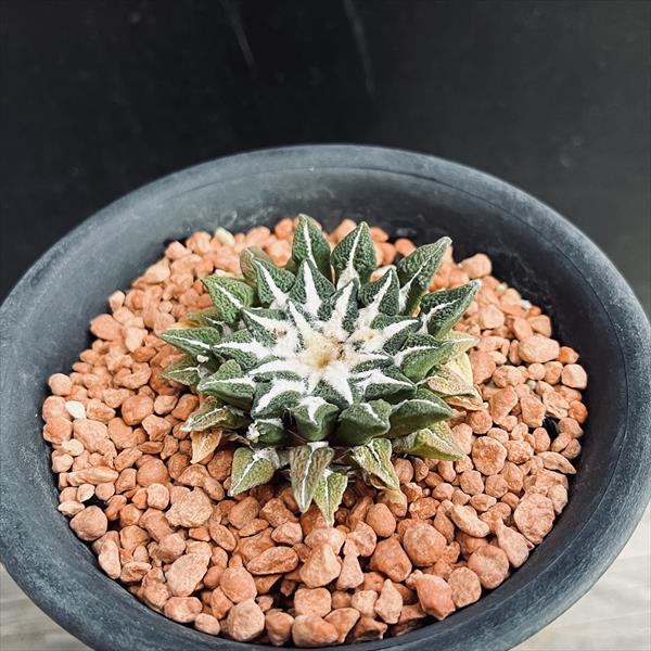 楽天市場】サボテン：アリオカルプス 黒牡丹*幅4.5cm 現品 一品限り