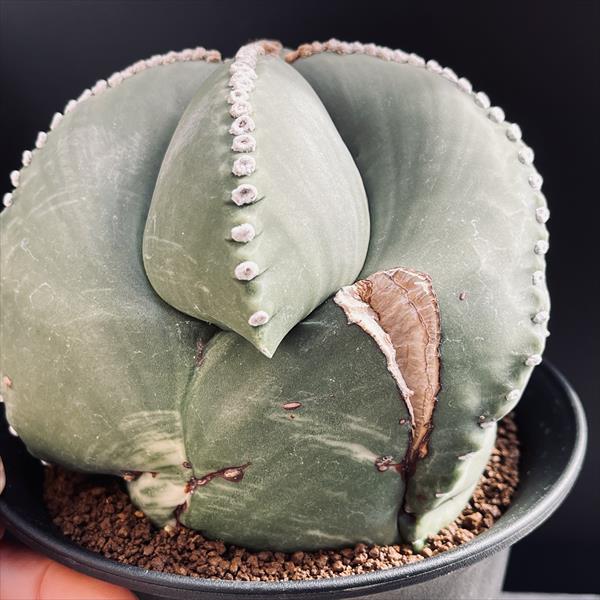 楽天市場】サボテン：アストロフィツム 碧瑠璃鸞鳳玉（少しだけ斑入り