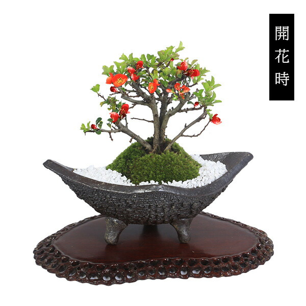 楽天市場】盆栽：長寿梅*(信楽焼黒釉平造舟型鉢) 寒水小袋付き 花盆栽