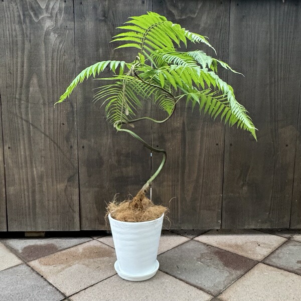 楽天市場】観葉植物 キンモウコウ：ゴールデンモンキー タカワラビ