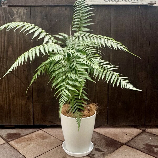 楽天市場】観葉植物 キンモウコウ：ゴールデンモンキー タカワラビ