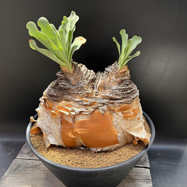 楽天市場】☆特価☆コーデックス：ブーファン ハエマンソイデス ダブル