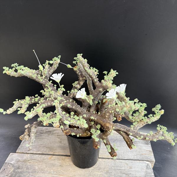 楽天市場】☆特価☆コーデックス：サルコカウロン ムルチフィズム 発根