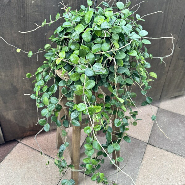 楽天市場】観葉植物：ホヤ マチルダ*吊り鉢 5号 : 遊恵盆栽 楽天市場店