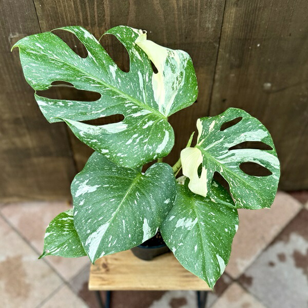 楽天市場】おしゃれ 観葉植物：斑入りモンステラ*5号 プラポット