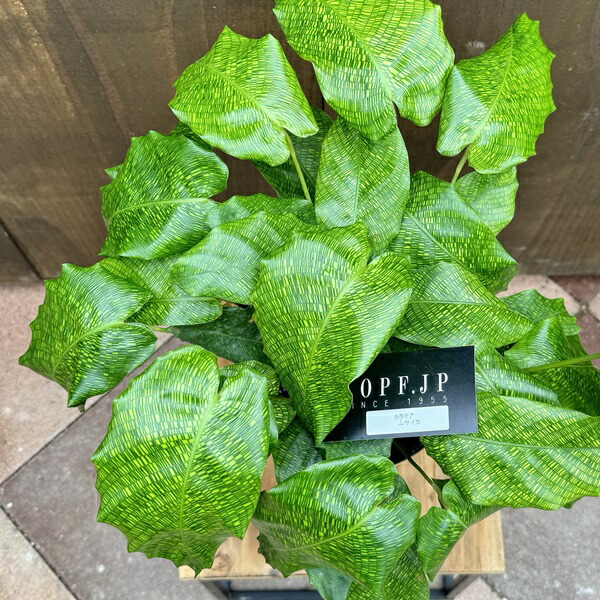 楽天市場】おしゃれ 観葉植物：カラテア ムサイカ*5号 プラポット