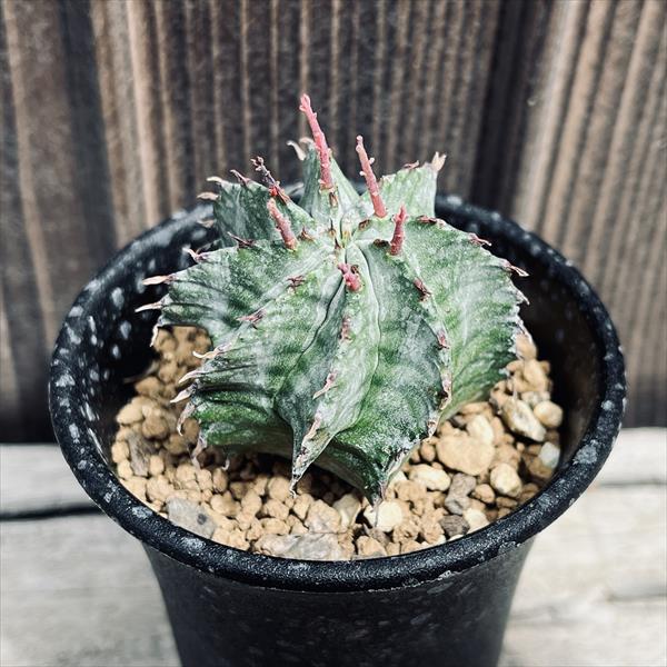 楽天市場】多肉植物：ユーフォルビア ホリダ*S 幅4cm ☆赤松実生