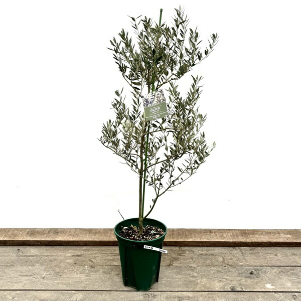 楽天市場】シンボルツリー 観葉植物：オリーブの木 カヨンヌ*8号 現品