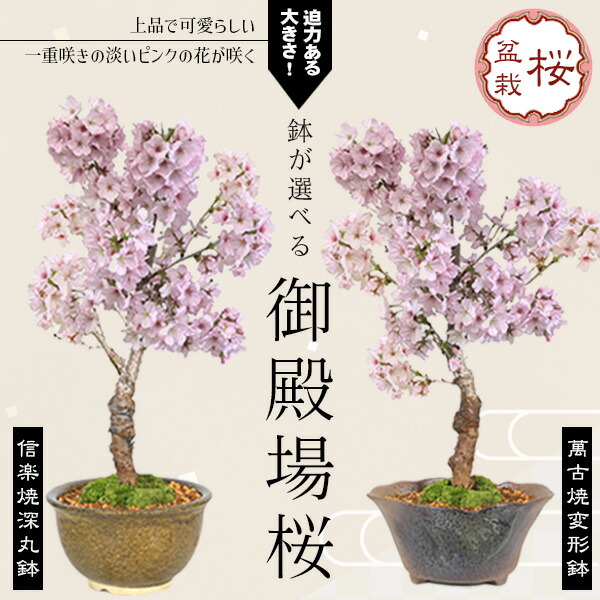 楽天市場】おしゃれ 観葉植物：エスキナンサス タイピンク*4号吊り鉢
