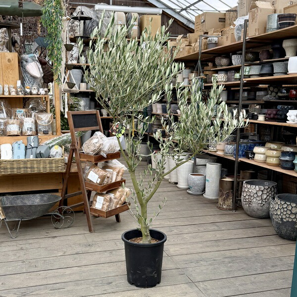 オリーブ ミッション」の人気商品一覧 | 安い商品を通販サイトから探す