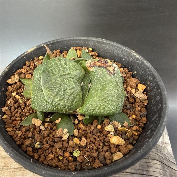 楽天市場】ガステリアの通販