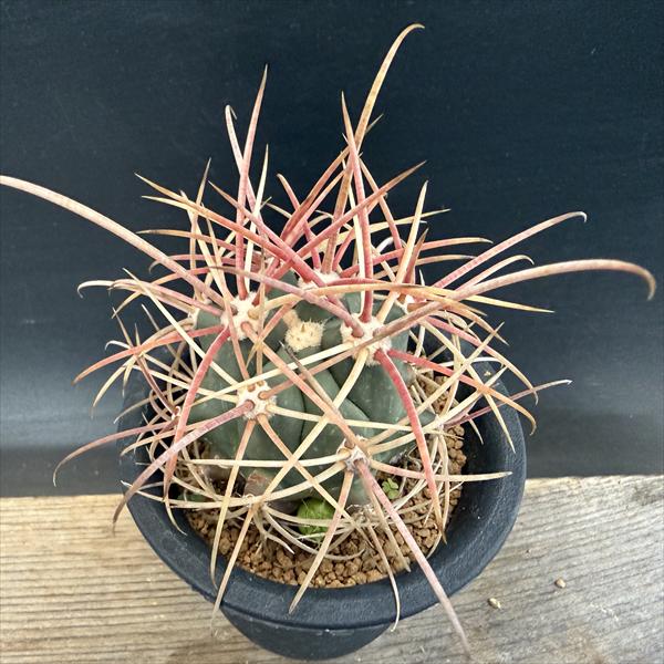 観葉植物 フェロカクタス」の人気商品一覧 | 安い商品を通販サイトから