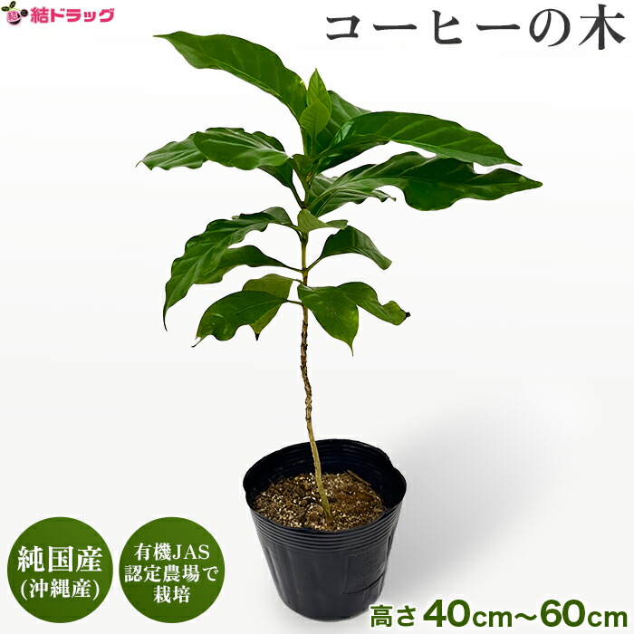 楽天市場】エントリーしてP5倍☆観葉植物 コーヒーの木 コーヒーノキ
