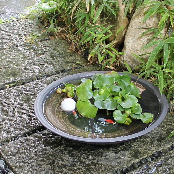 楽天市場】【38時間限定20%OFFクーポン配布中】信楽焼 15号黒ハケメ浅