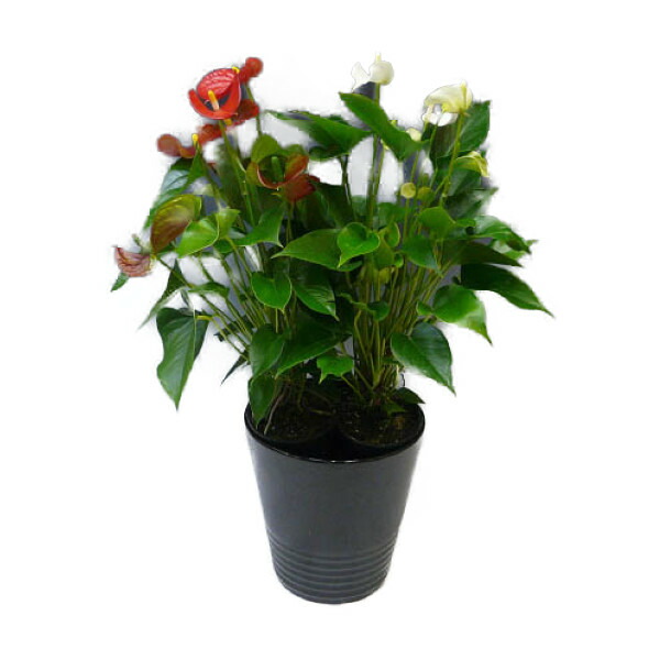 楽天市場】アンスリウム 8号の通販