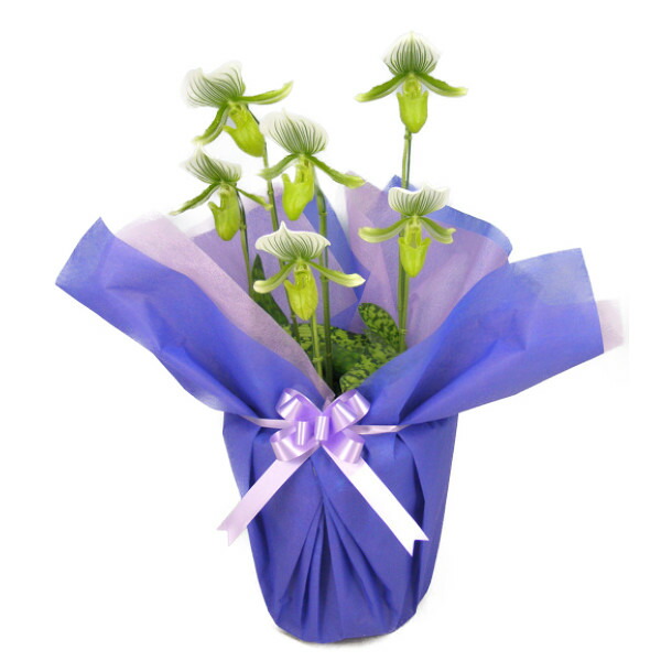 ♡*♡様 洋蘭 6ポット 胡蝶蘭 パフィオペディルム オンシジューム