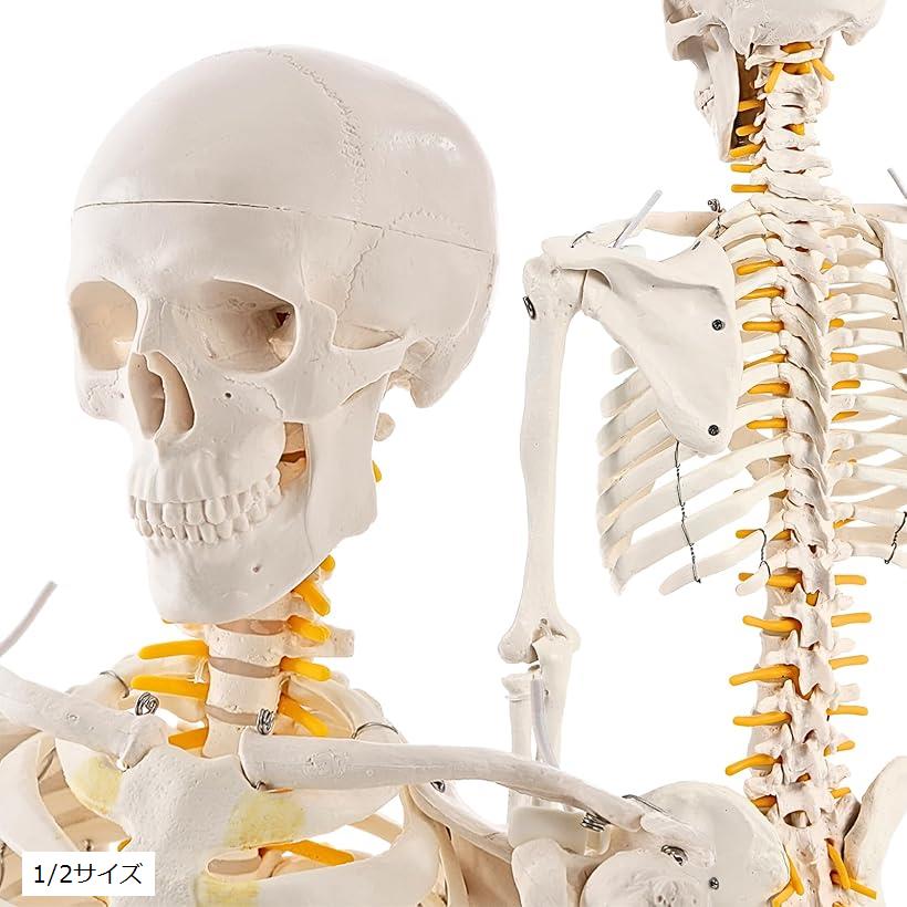 楽天市場】【楽天ランキング1位入賞】KIYOMARU リアルで再現性の高い1