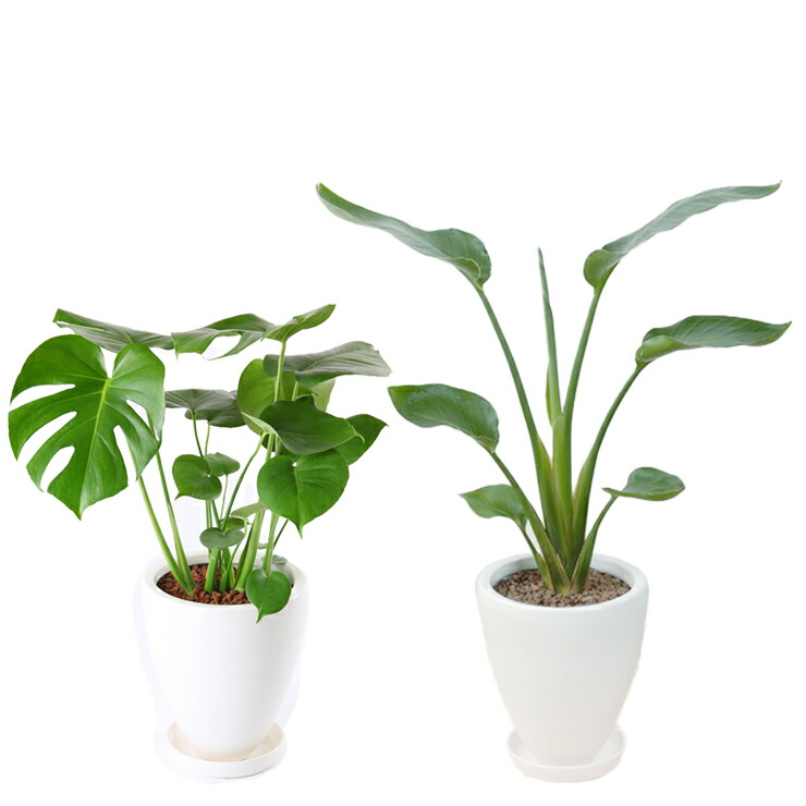 楽天市場】翌日配達 14時〆 観葉植物 オーガスタ ストレリチア