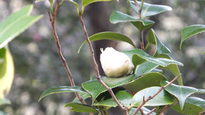 加茂本阿弥（かもほんなみ） ― 椿の図鑑 写真の椿園
