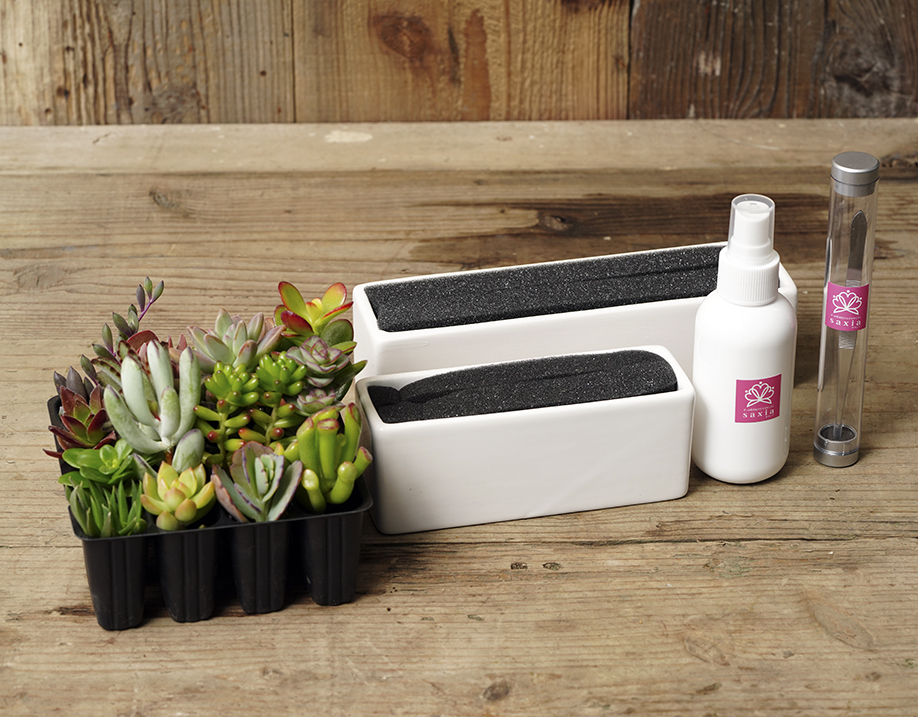 葛西市場よりお届け「多肉植物の寄せ植えキット」(大小2つの制作鉢付き