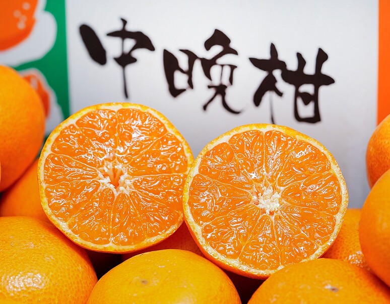 津之輝（つのかがやき）」長崎県産柑橘 2S〜L 約2.5kg×2箱 産地箱