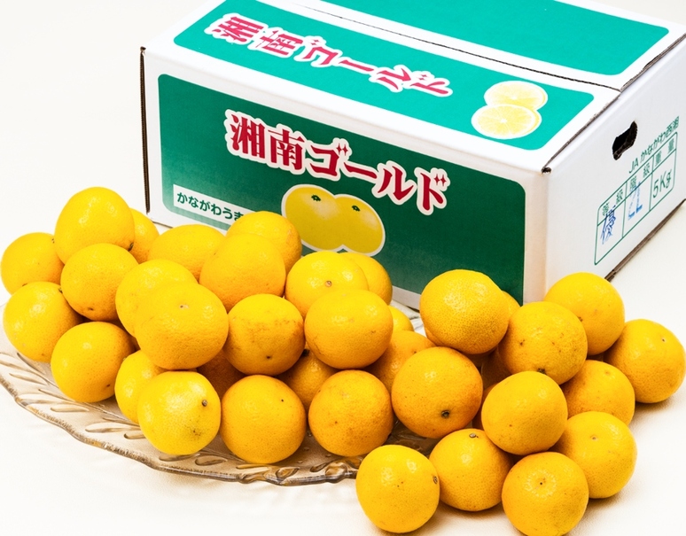 湘南ゴールド」神奈川県産 柑橘 優〜秀 S〜4L 約5kg 産地箱 風袋込