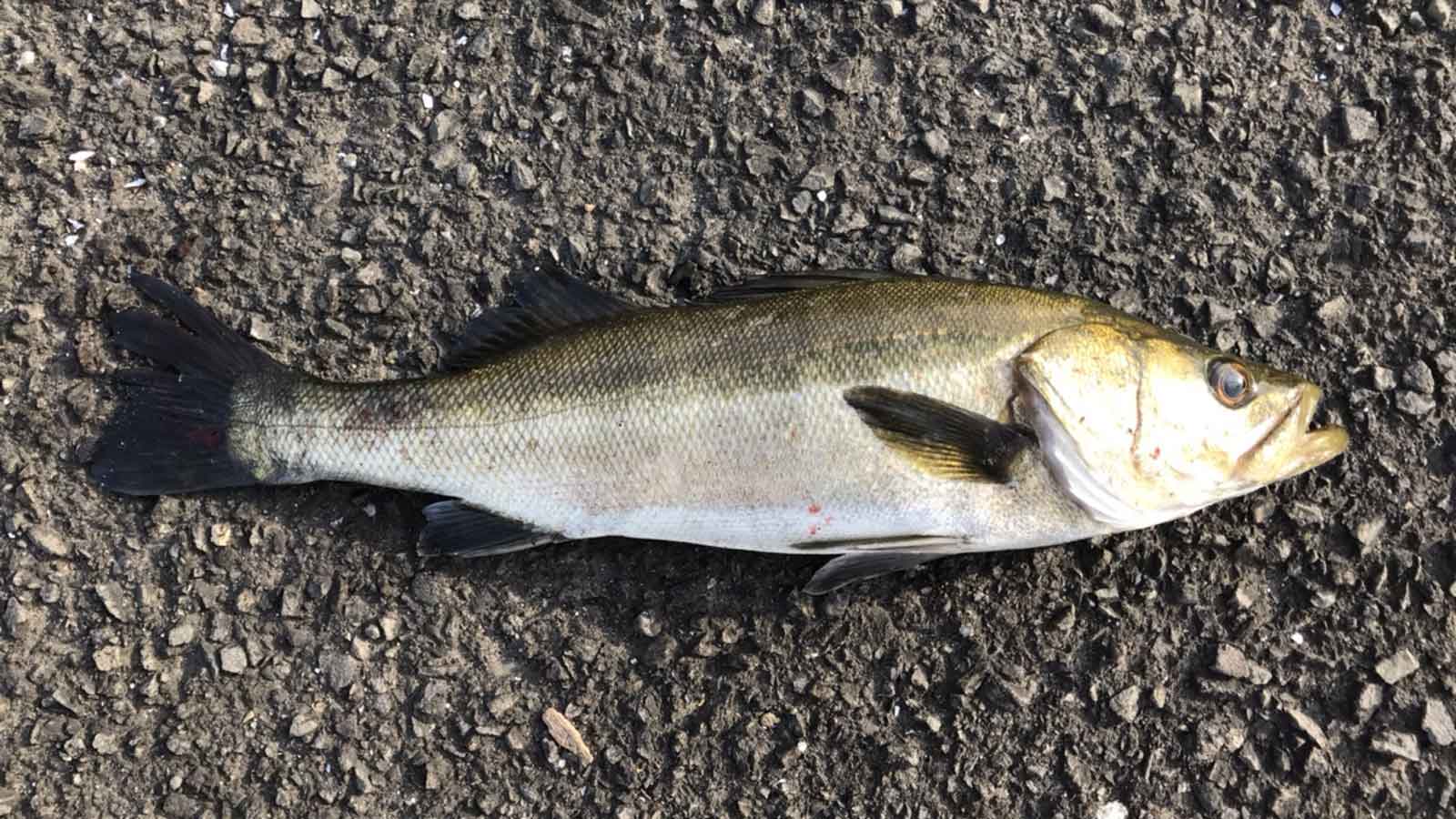 19 セルテート LT3000-CXHのスペックとインプレ | 釣りクラウド