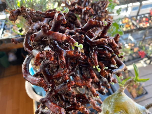 特大ペラルゴニウム ミラビレ 発根管理2 | 塊根植物・コーディックス