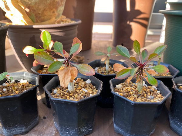 フォークイエリア ファシクラータ 実生日記4 | 塊根植物・コーディック