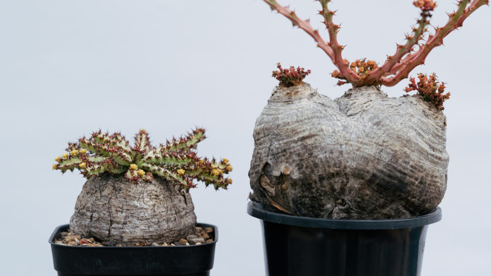 Euphorbia fanshawei | tres