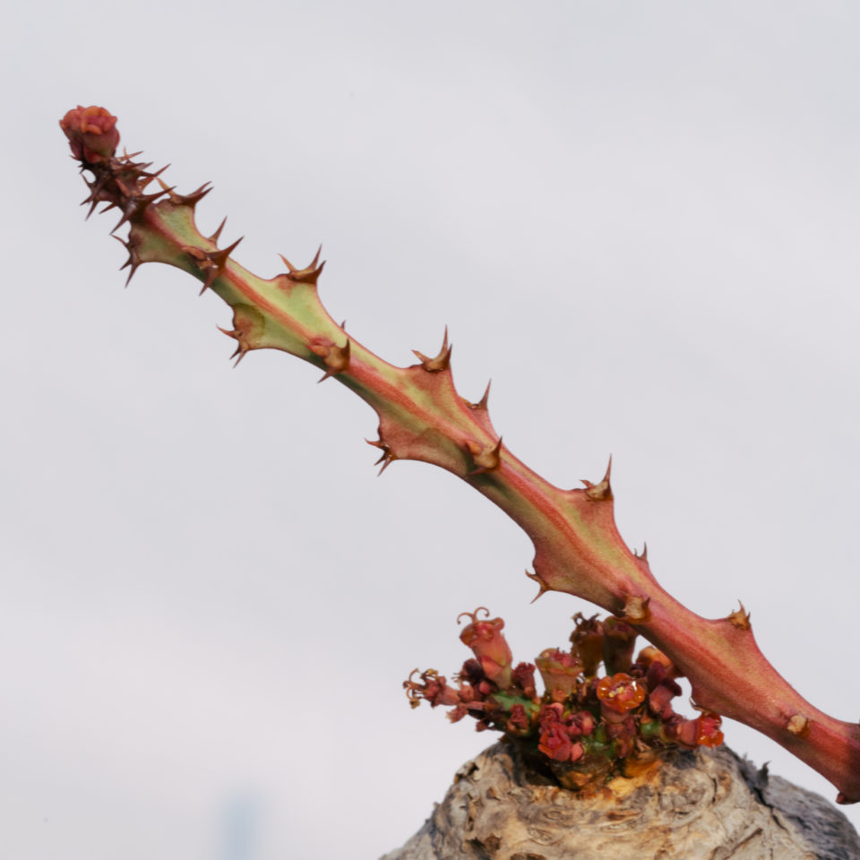 Euphorbia fanshawei | tres