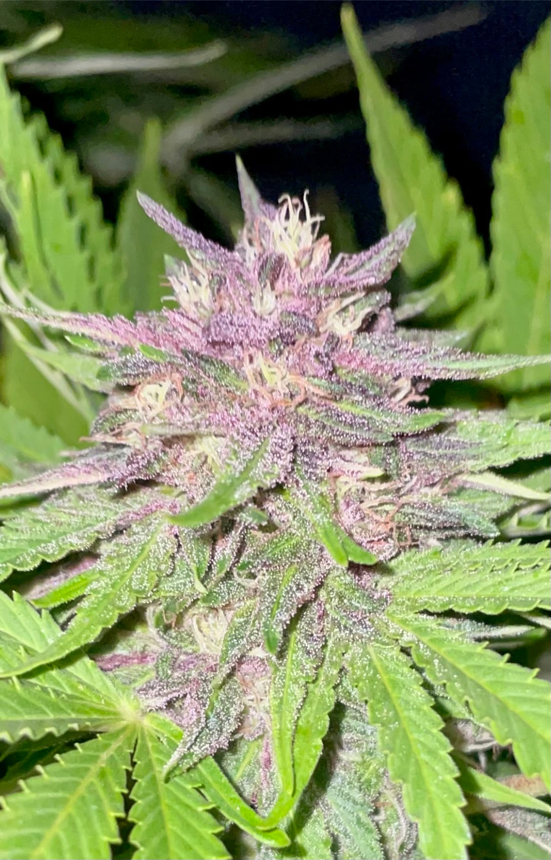 IMG_6003_1.jpg?v=1713965419