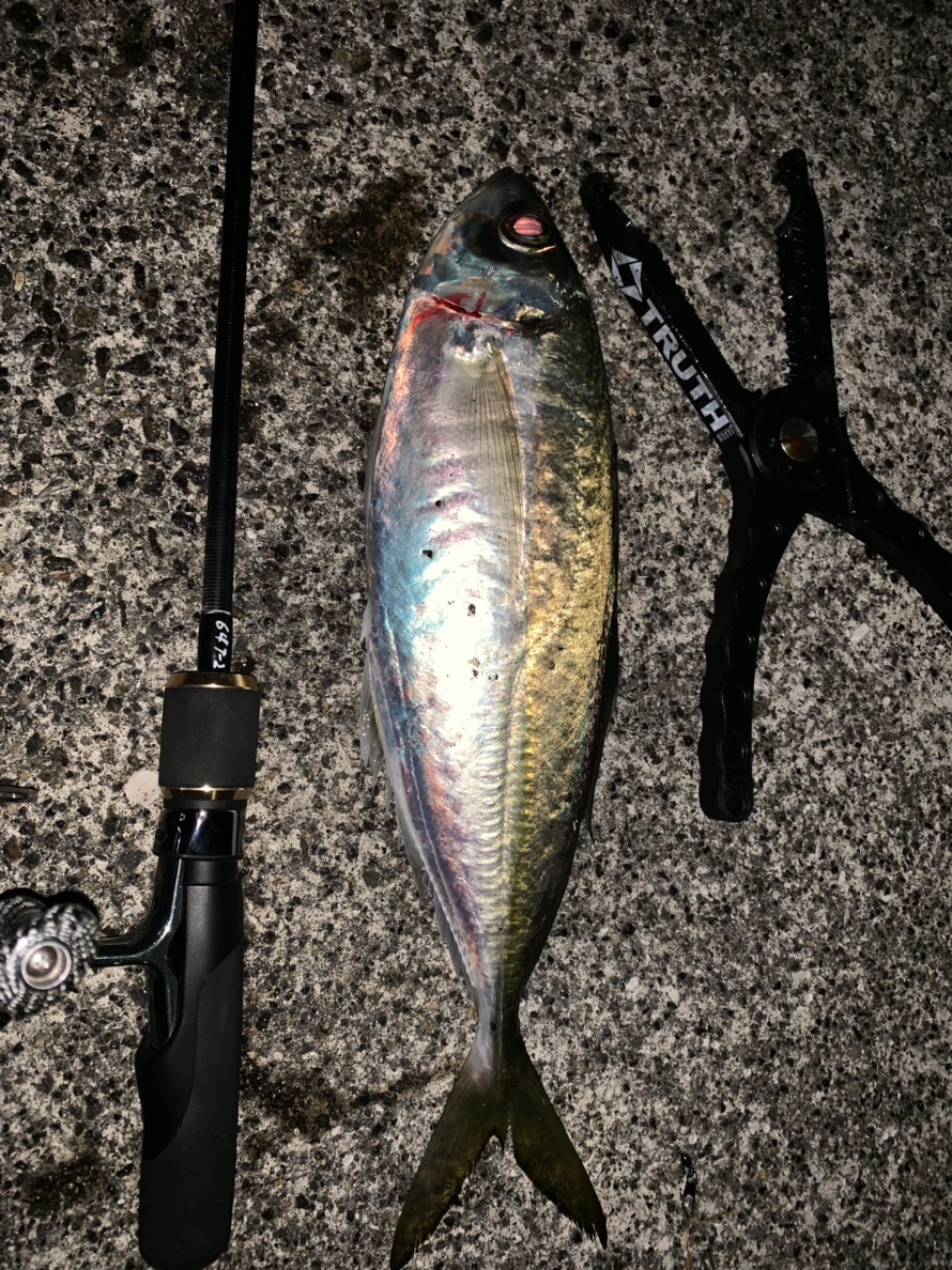 Pierrot 511 | TRUTH JAPAN