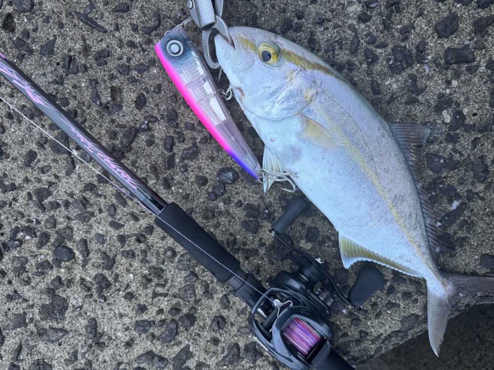 鹿児島県 甑島 ロックショアゲーム 2025年12月 青物の部