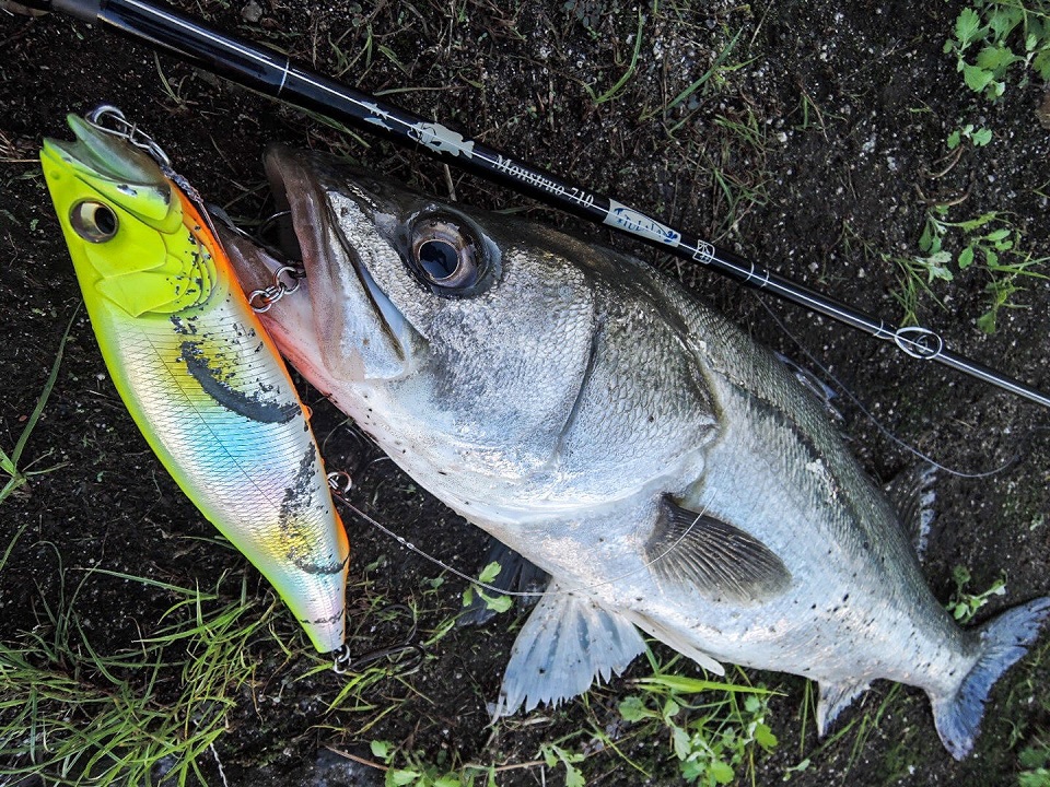 TULALA | Ford every stream | » 【STAFF】シーバス釣りにおけるベイト