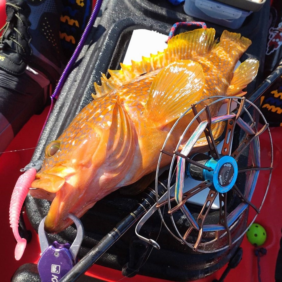 TULALA | Ford every stream | » 【公式】リスぐるま新カラー発売