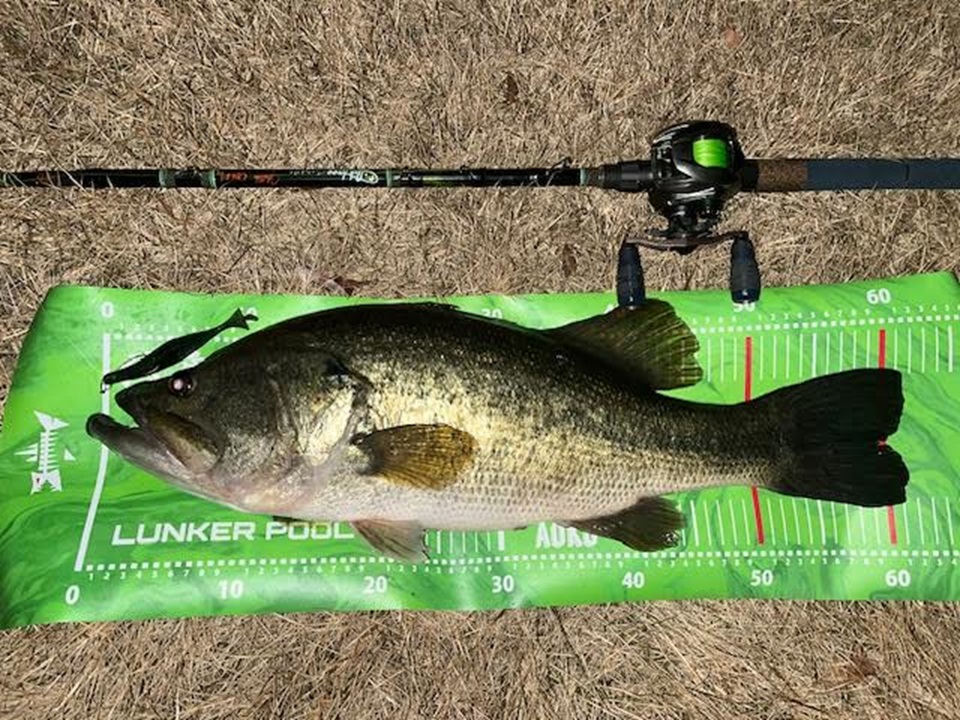 TULALA | Ford every stream | » 【STAFF】ブレイクフリー グラットン