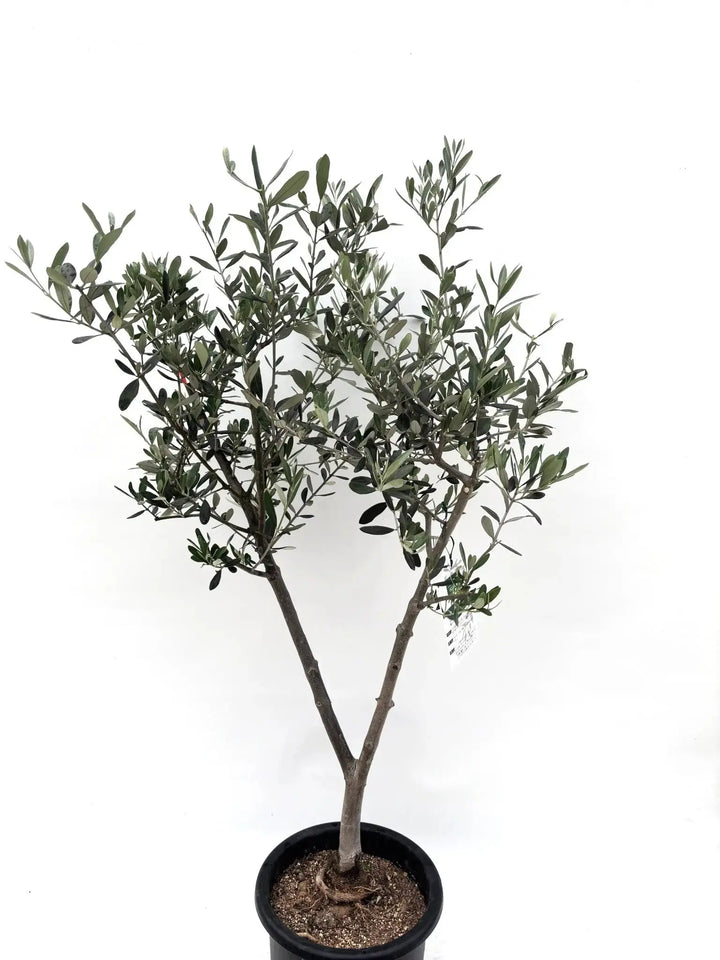 IMG_6765_720x.jpg?v=1745991569