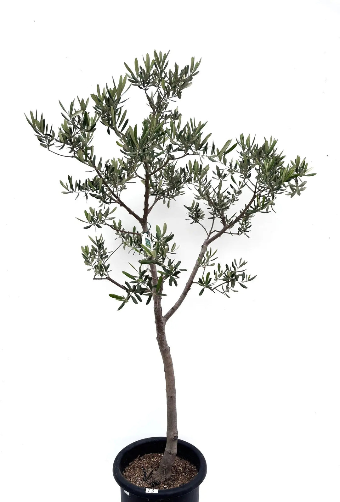 希少】タラスコア（オリーブの木）〈観葉植物〉｜約160cm｜Lサイズ｜K