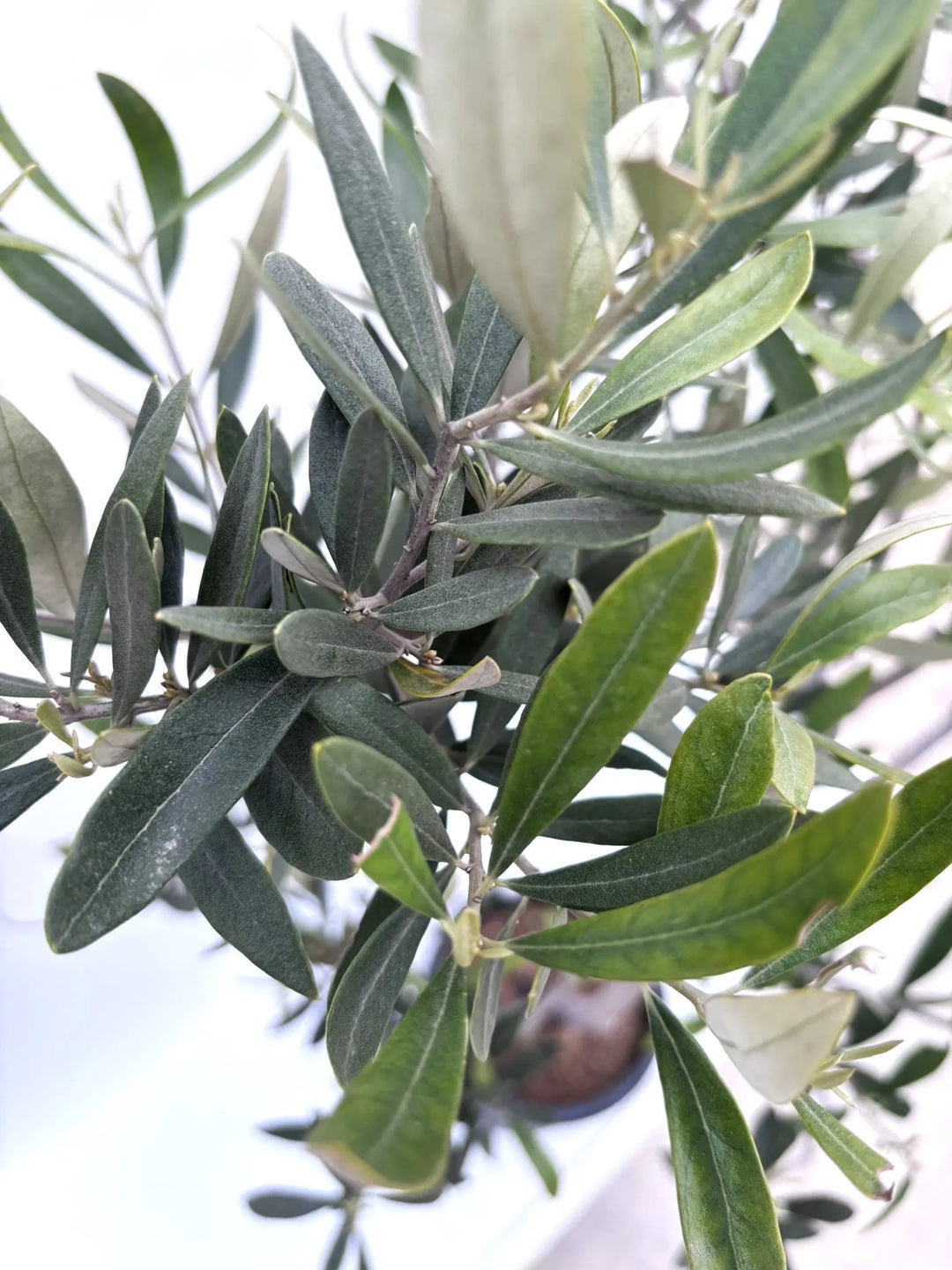ホワイト Mサイズ 約130cm K-101 オリーブの木 希少品種 - 株式会社鶴亀園