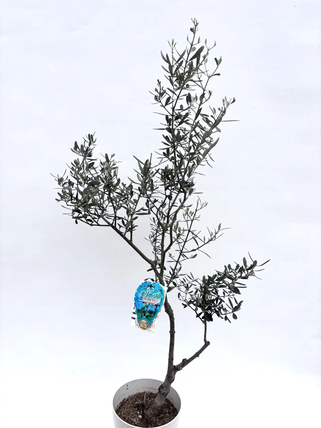 希少・室内向き・銀葉】アメリカン（オリーブの木）〈直立型〉｜130cm