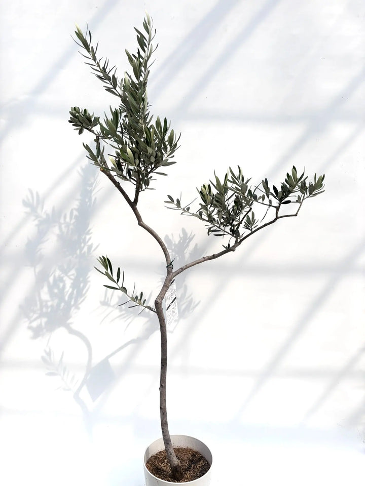 ホワイト Sサイズ 約150cm K-113 オリーブの木 希少品種 - 株式会社鶴亀園