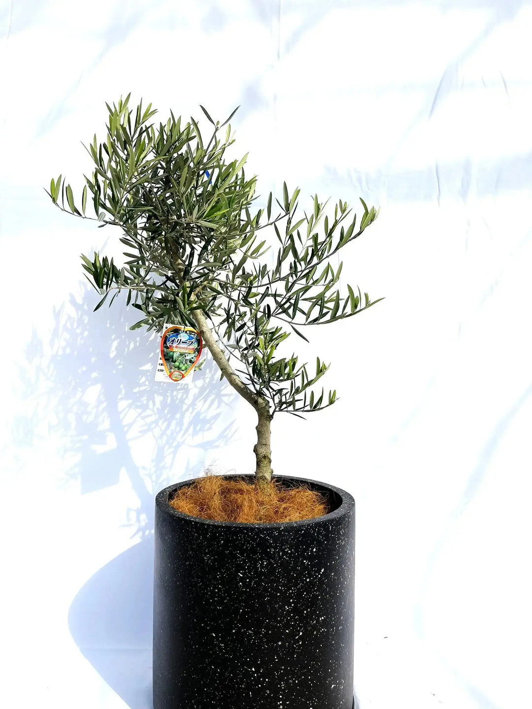 IMG_9828_1080x.jpg?v=1744255429