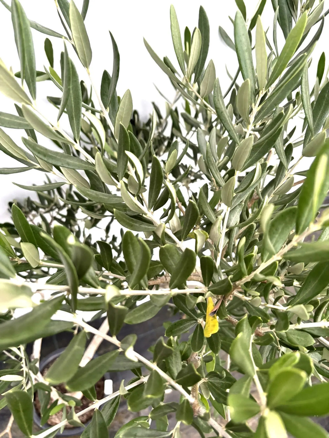 ブラックイタリアン Mサイズ 約140cm K-52 オリーブの木 - 株式会社鶴亀園