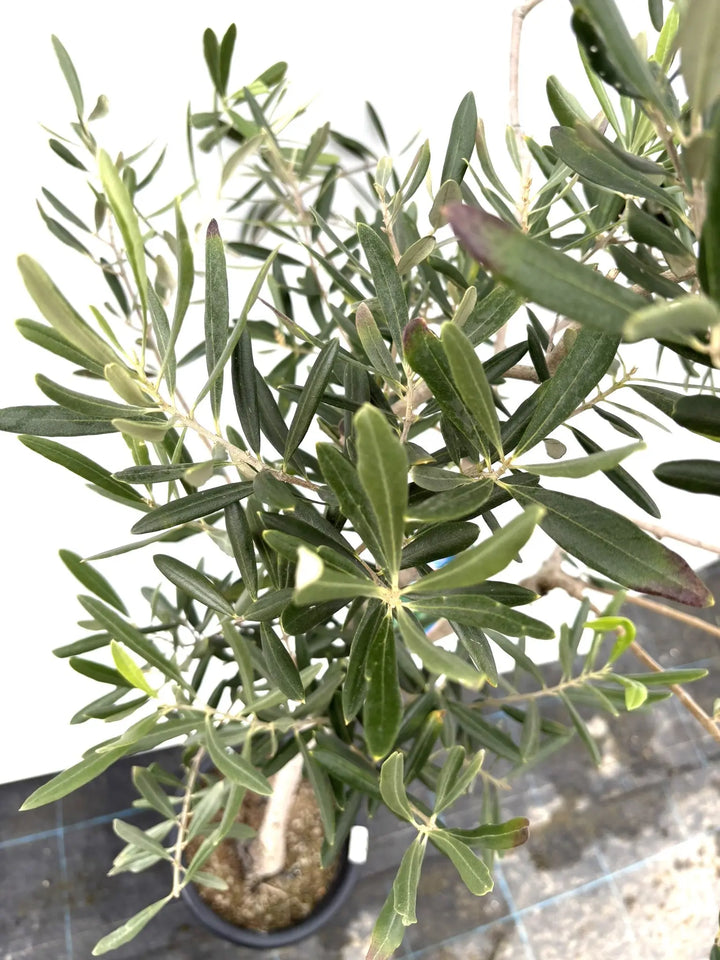 希少・直立型】ブラックイタリアン（オリーブの木）〈オイル向き