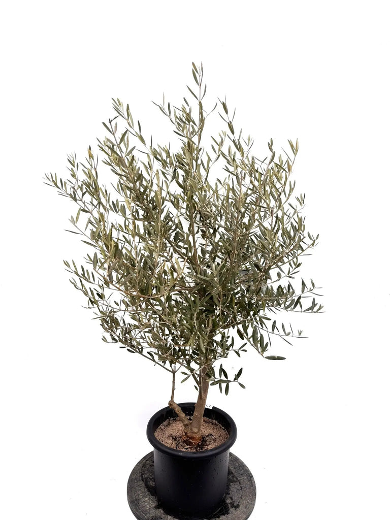 NEWデルモロッコ（オリーブの木）｜Mサイズ｜K-324｜約120cm｜希少