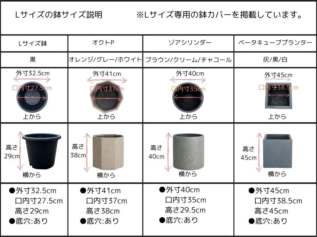 NEWカラマタ（オリーブの木）｜Lサイズ｜K-341｜約180cm｜希少・上級者